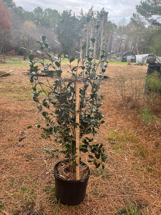 Camellia sasanqua 'Hana Jiman' 7 gallon to ship