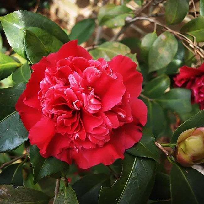 Camellia japonica 'Harbor Lights'