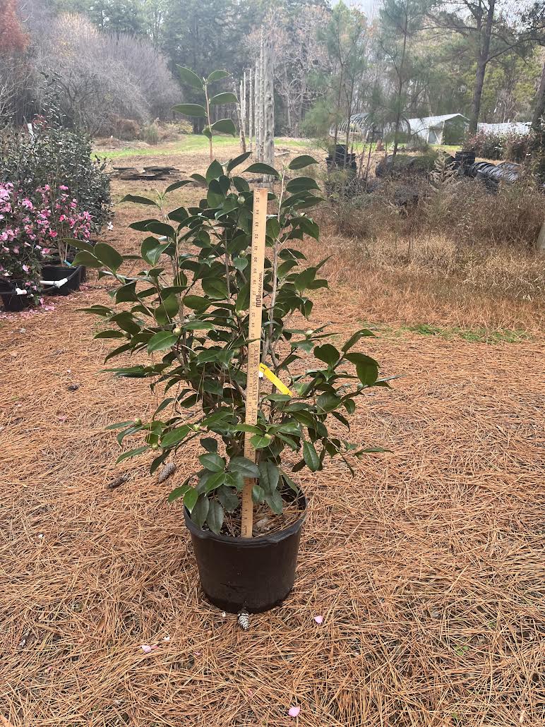 Camellia japonica 'Helen Beach var' 7 gallon to ship