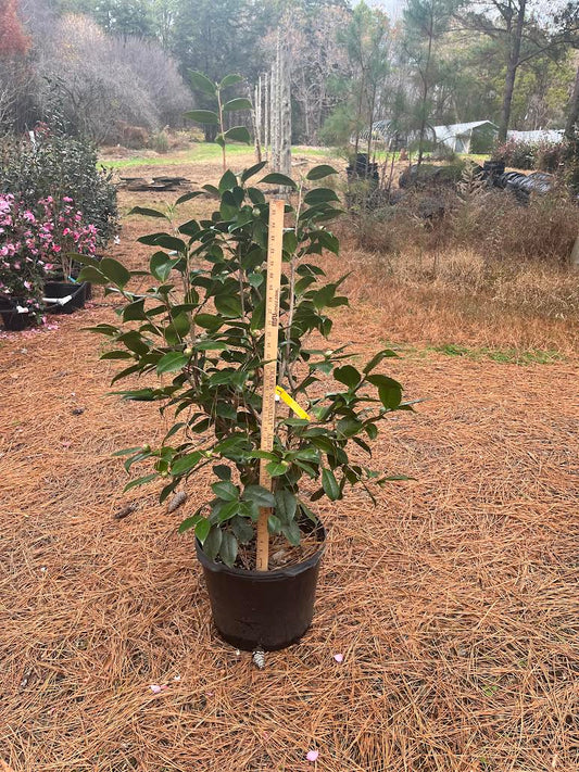Camellia japonica 'Helen Beach var' 7 gallon to ship