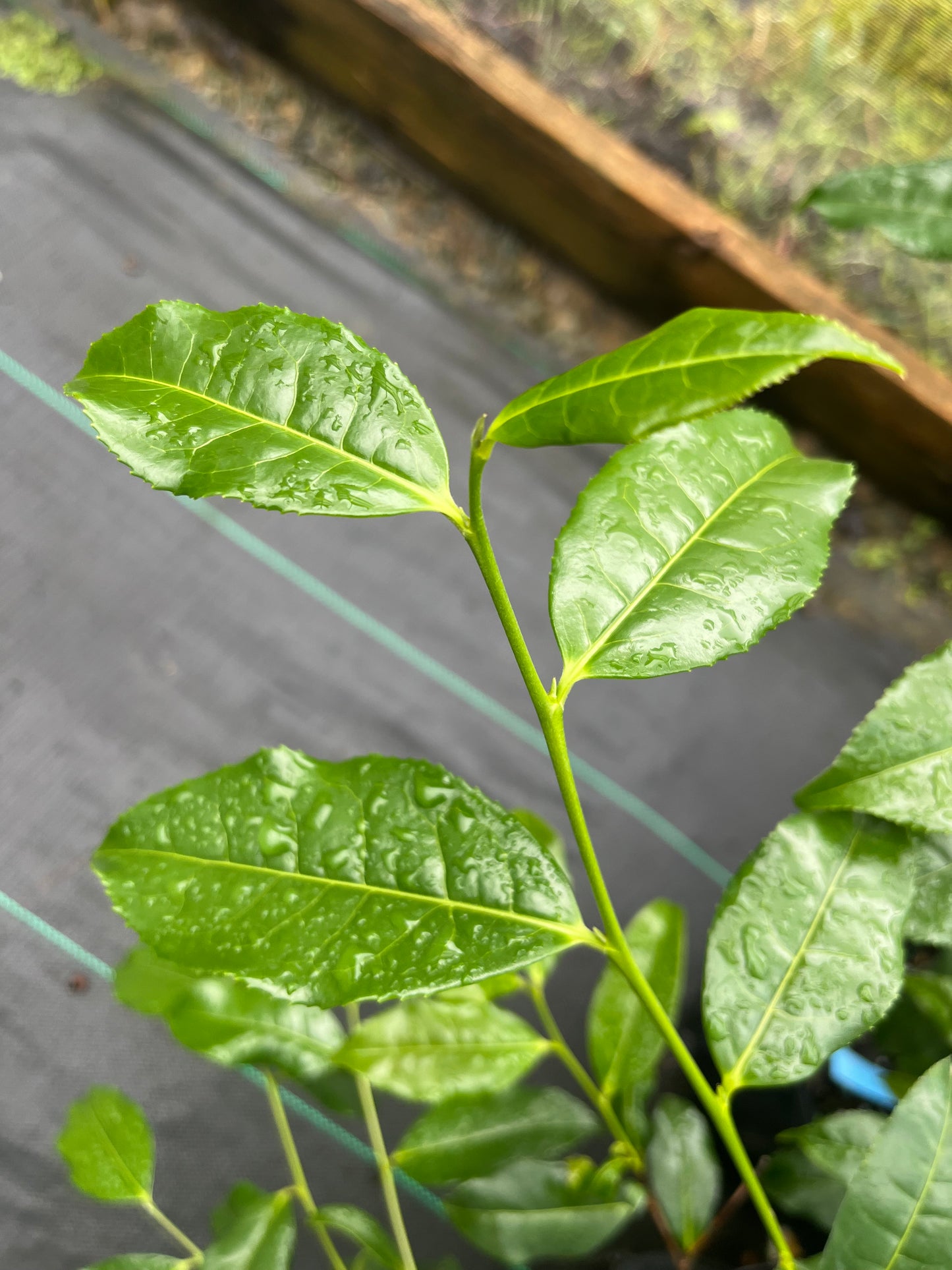 Camellia sinensis 'Queen Mother'