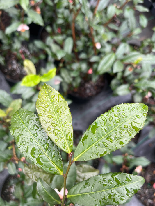 Camellia sinensis 'Rosea'