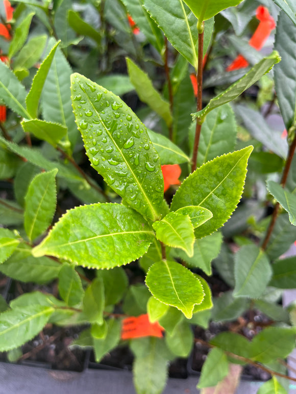 Camellia sinensis 'Sandy's Small Leaf'
