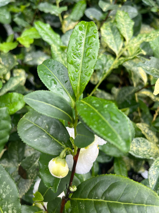 Camellia sinensis 'Silver Dust'