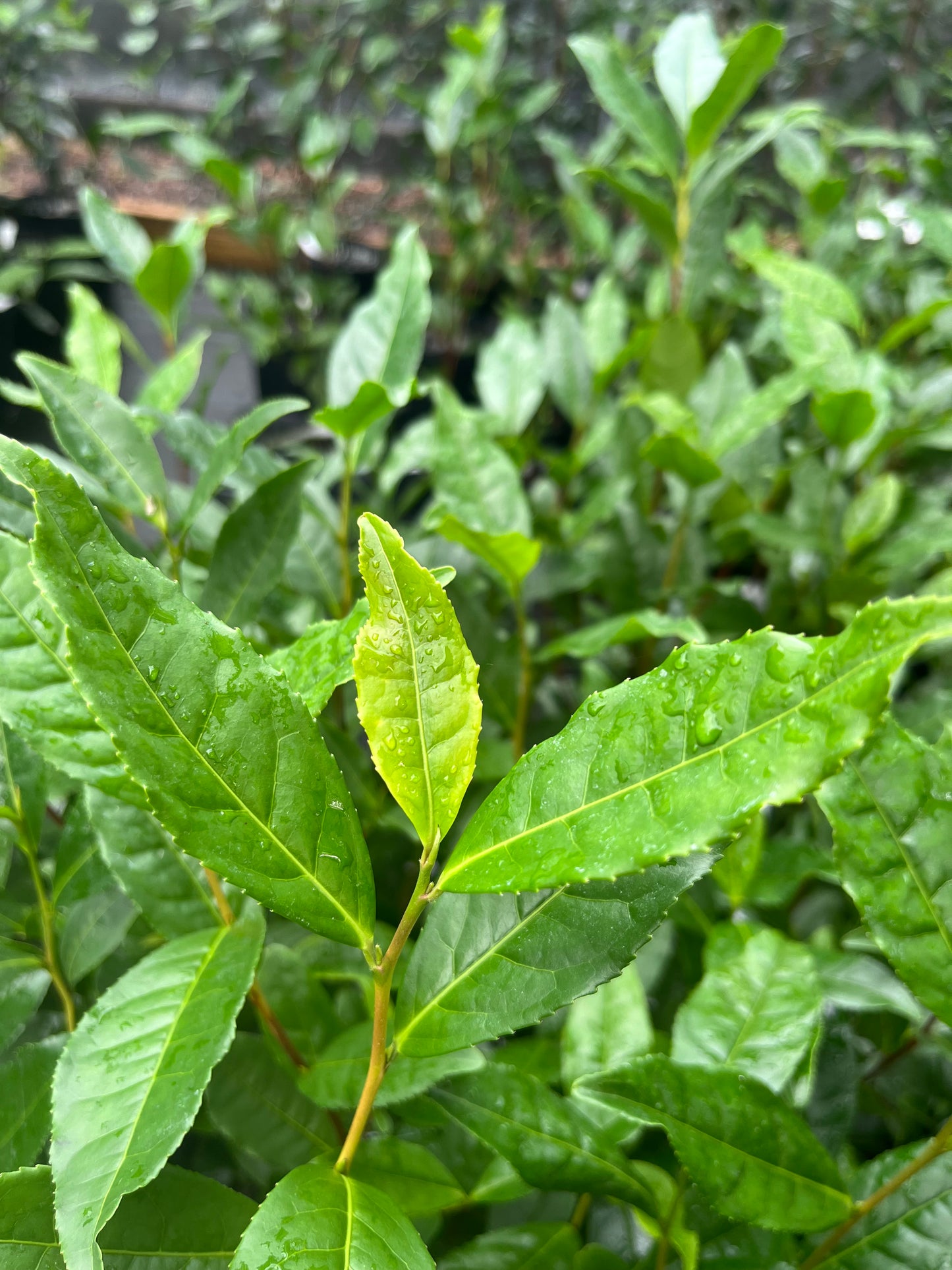 Camellia sinensis 'Chiri Mountain'