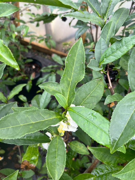 Camellia sinensis "China" Seedlings