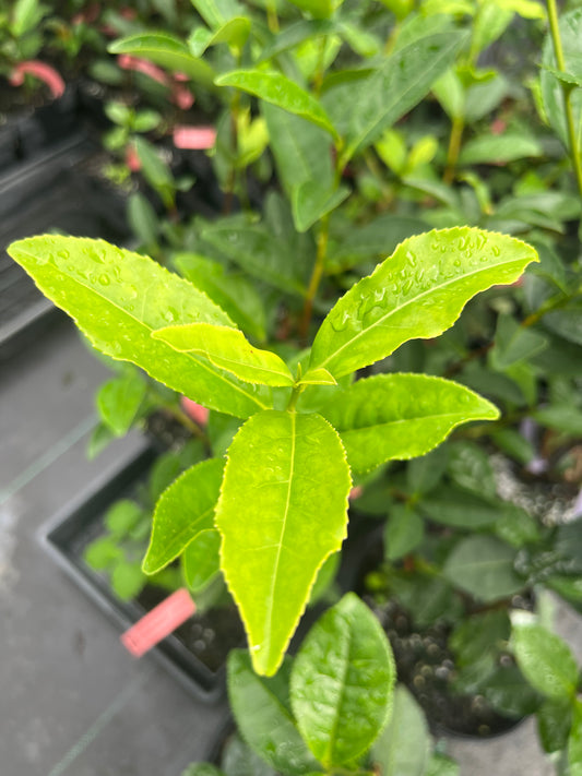 Camellia sinensis 'Fairhope Select'