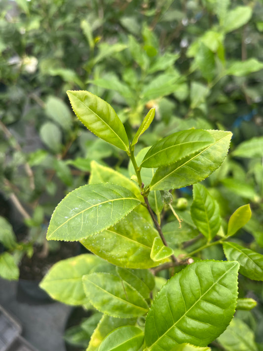 Camellia sinensis "Jinhua" Seedlings