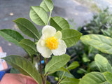Camellia sinensis "Jinhua" Seedlings