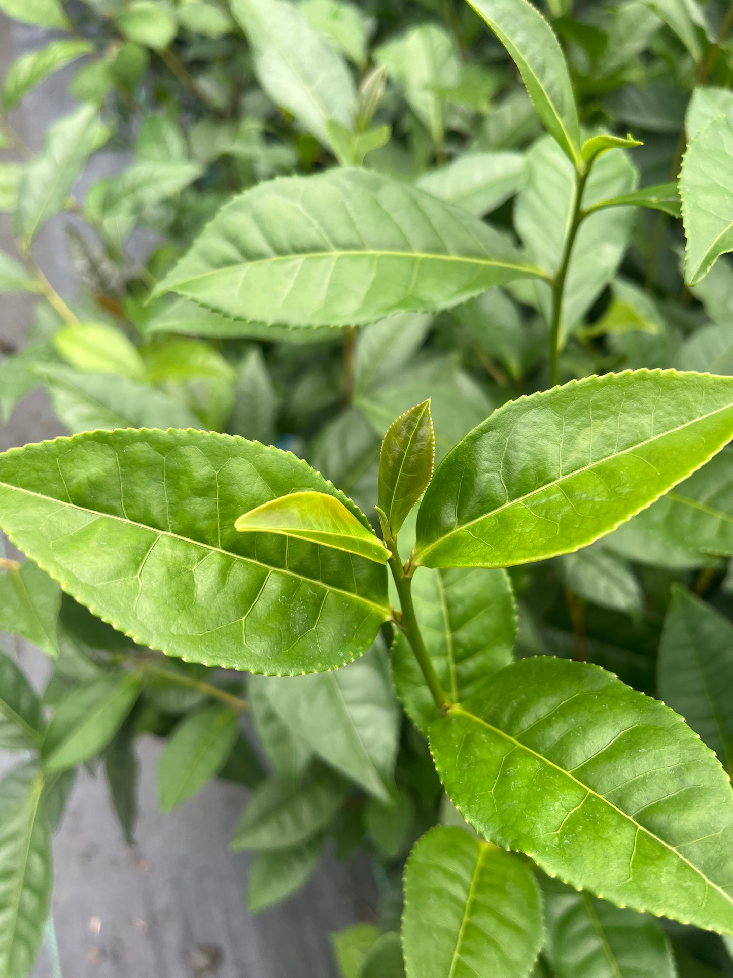 Camellia sinensis 'Biclonal TS 450'