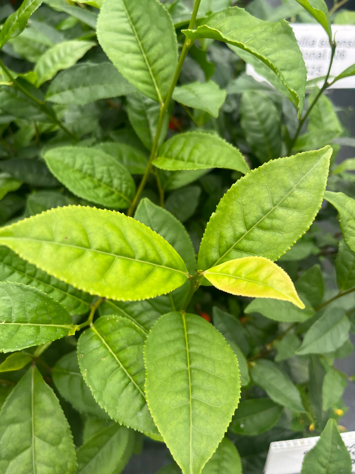 Camellia sinensis 'Biclonal TS 506'