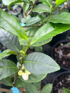 Camellia sinensis "Darjeeling" Seedlings
