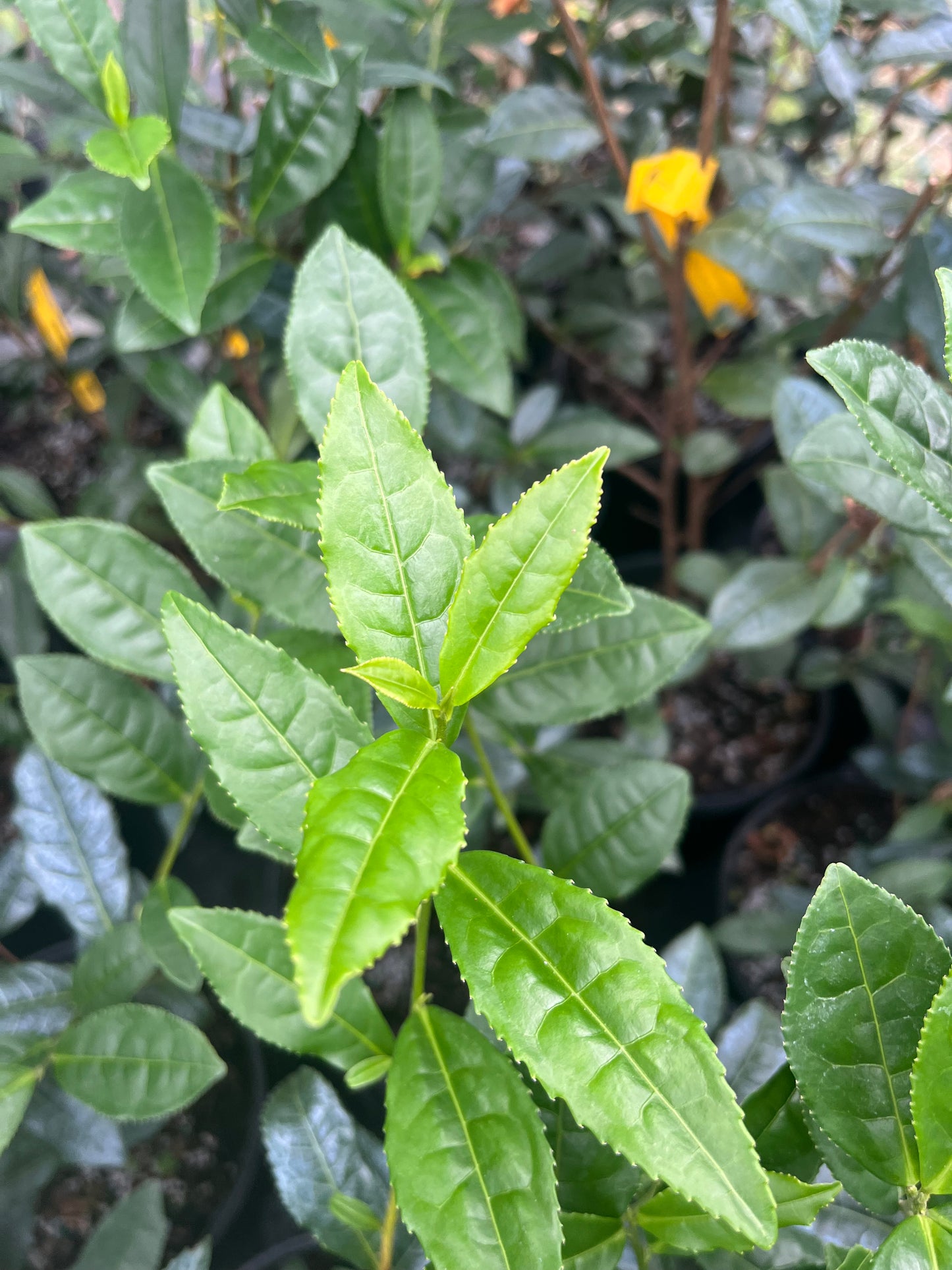 Camellia sinensis 'Carolina Emerald'