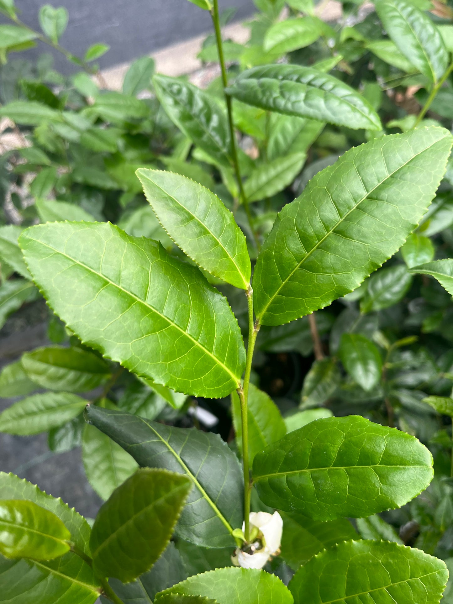 Camellia ptilophylla