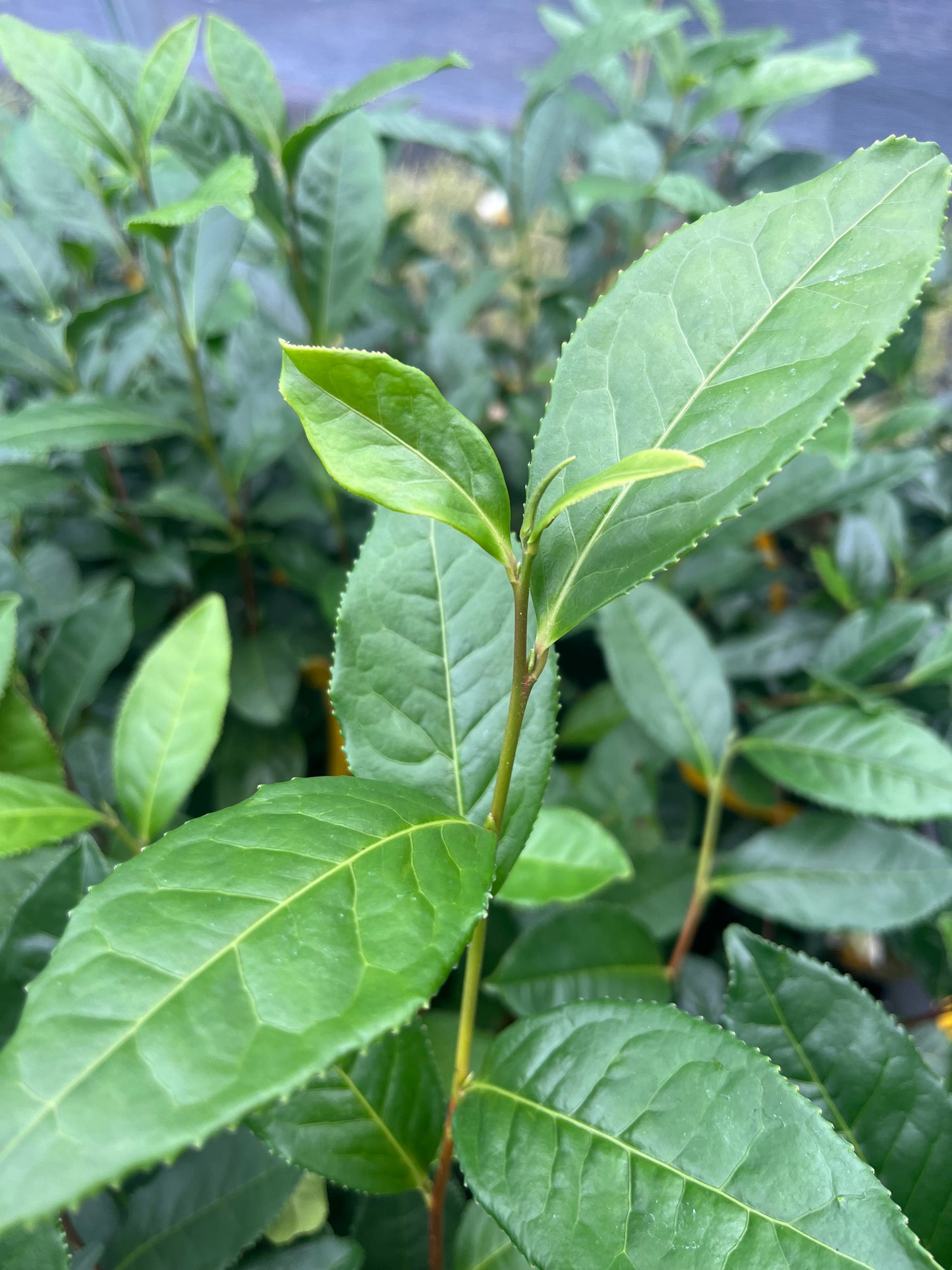 Camellia sinensis 'Gangwon-do'