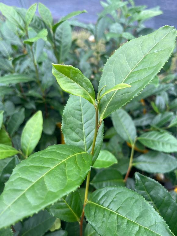 Camellia sinensis 'Gangwon-do' Seedlings