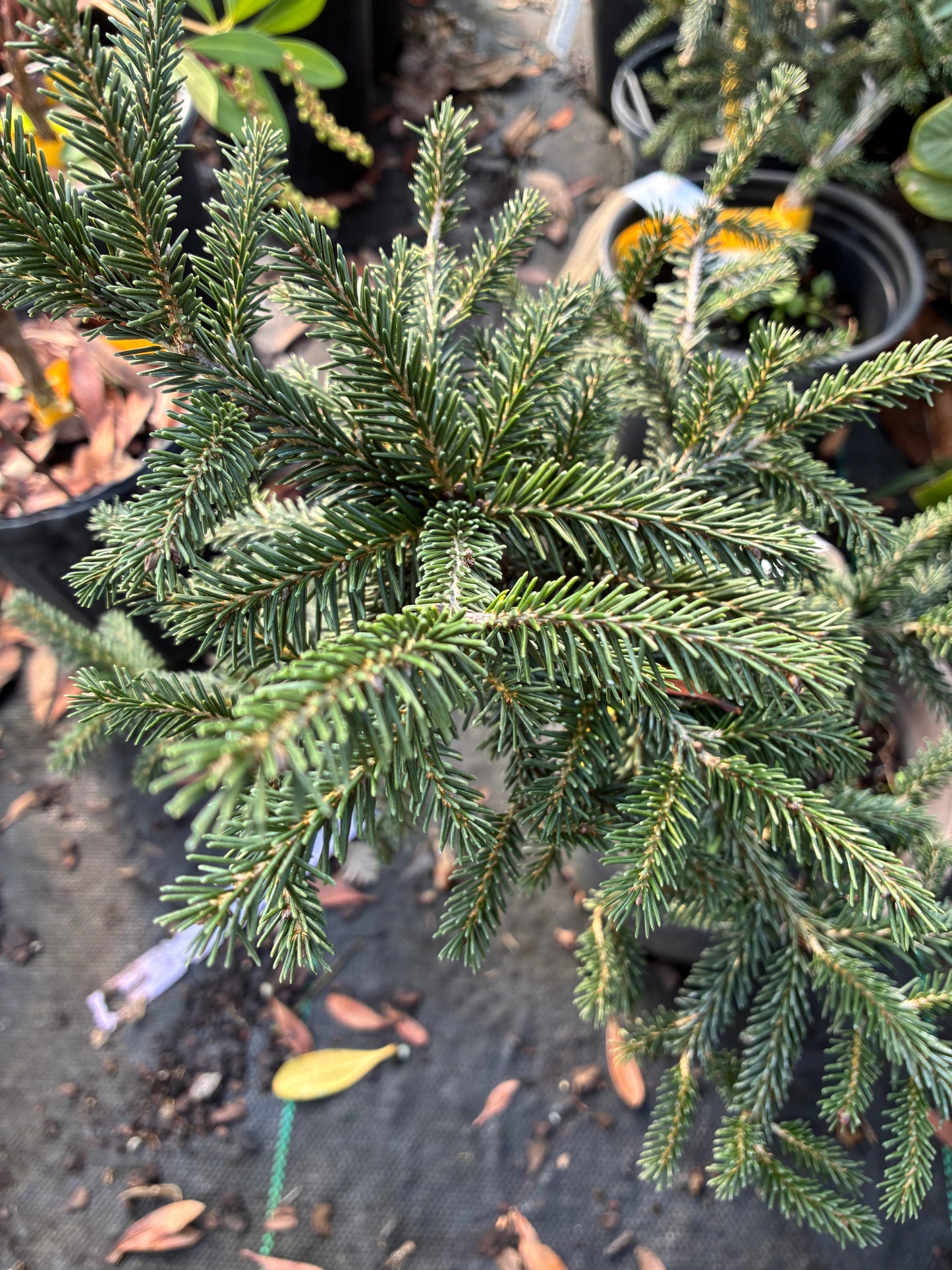 Picea orientalis 'Early Gold'