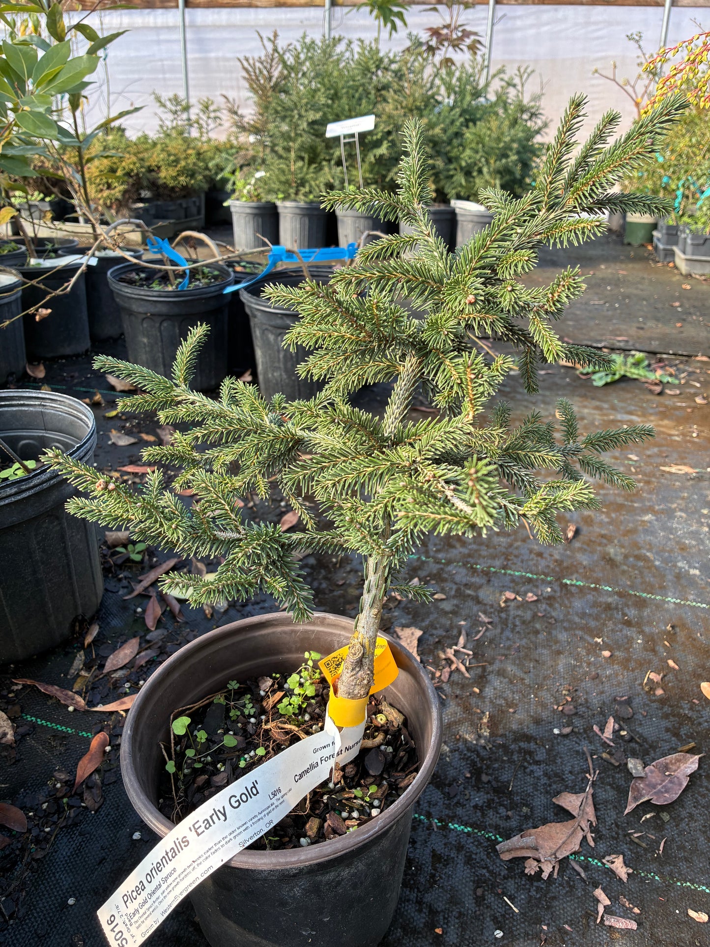 Picea orientalis 'Early Gold'