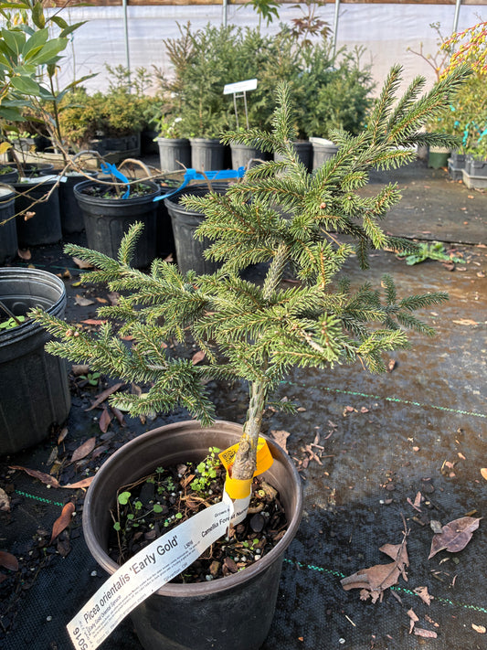 Picea orientalis 'Early Gold'