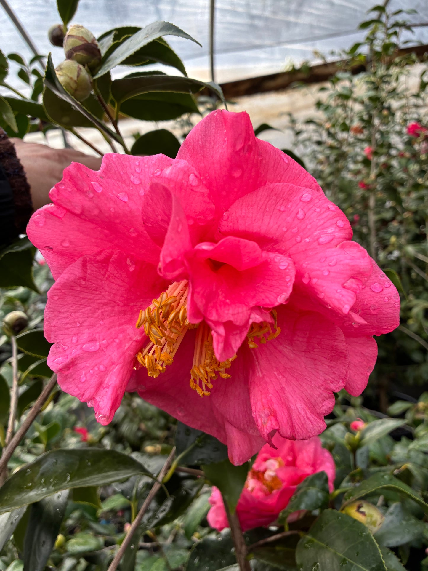 Camellia japonica 'Kishu Tsukasa'