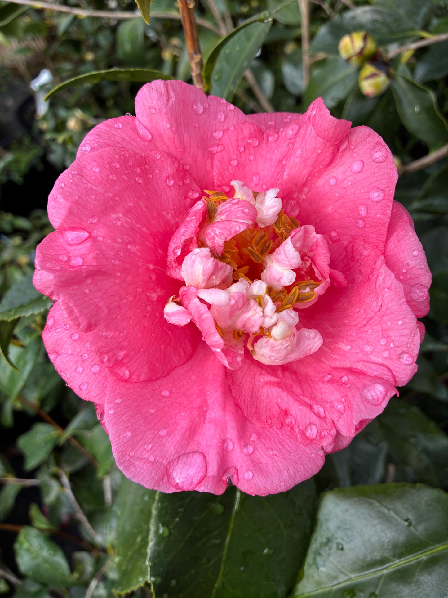 Camellia japonica 'Kishu Tsukasa'