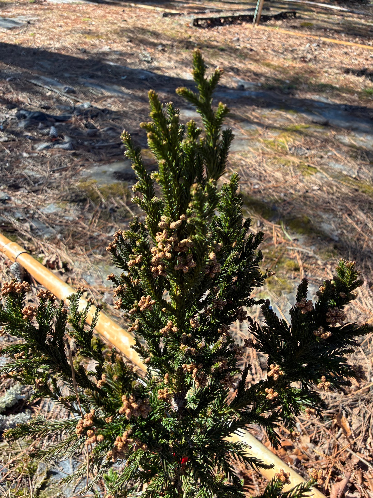 Cryptomeria japonica 'Kelly's Fastigiate'