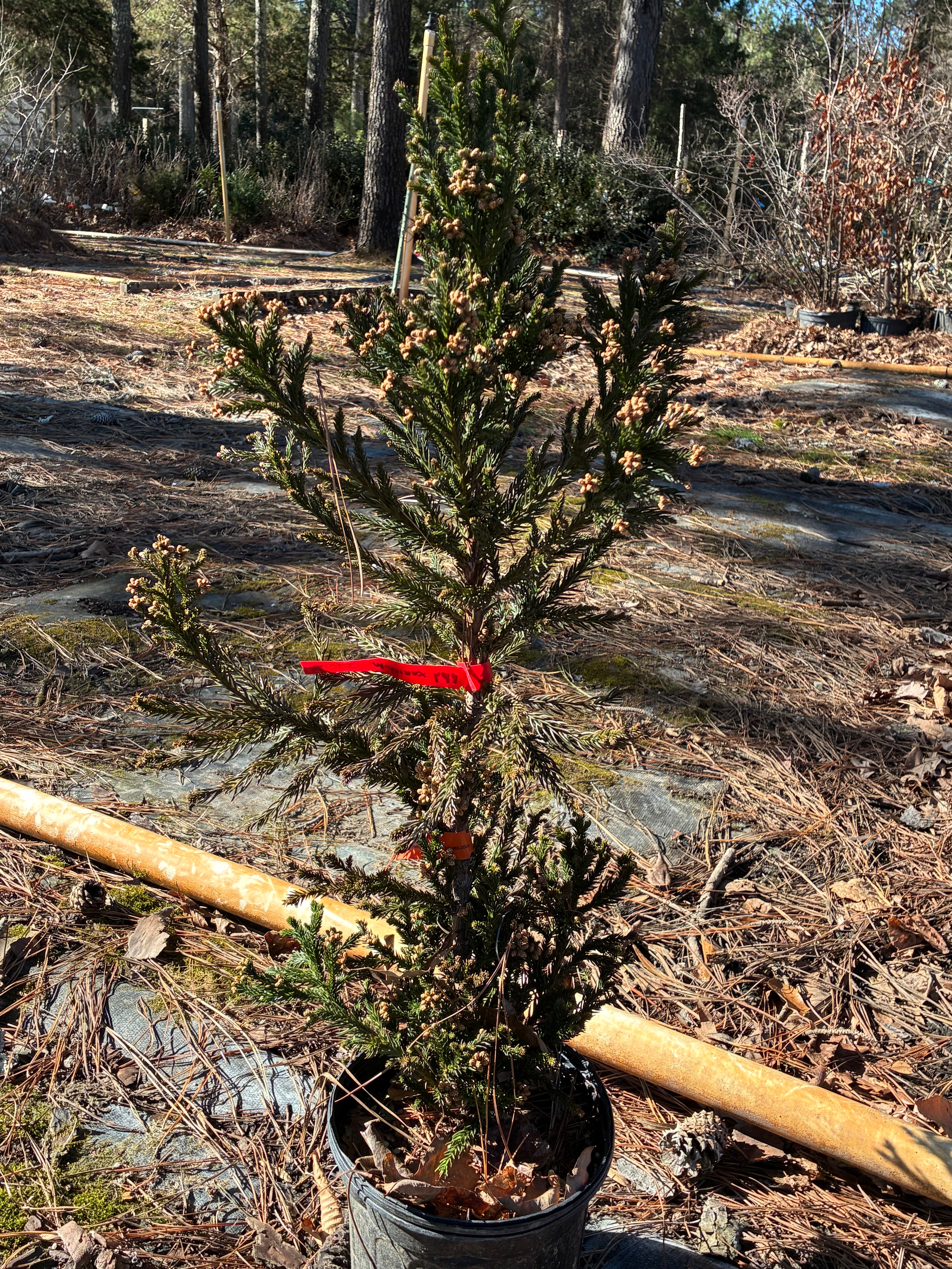 Cryptomeria japonica 'Kelly's Fastigiate' – Camellia Forest Nursery