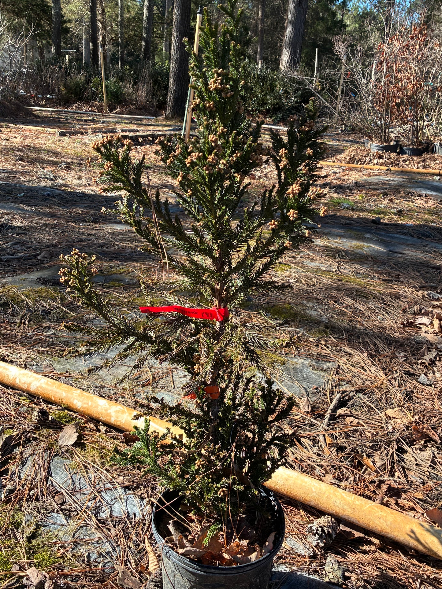 Cryptomeria japonica 'Kelly's Fastigiate'