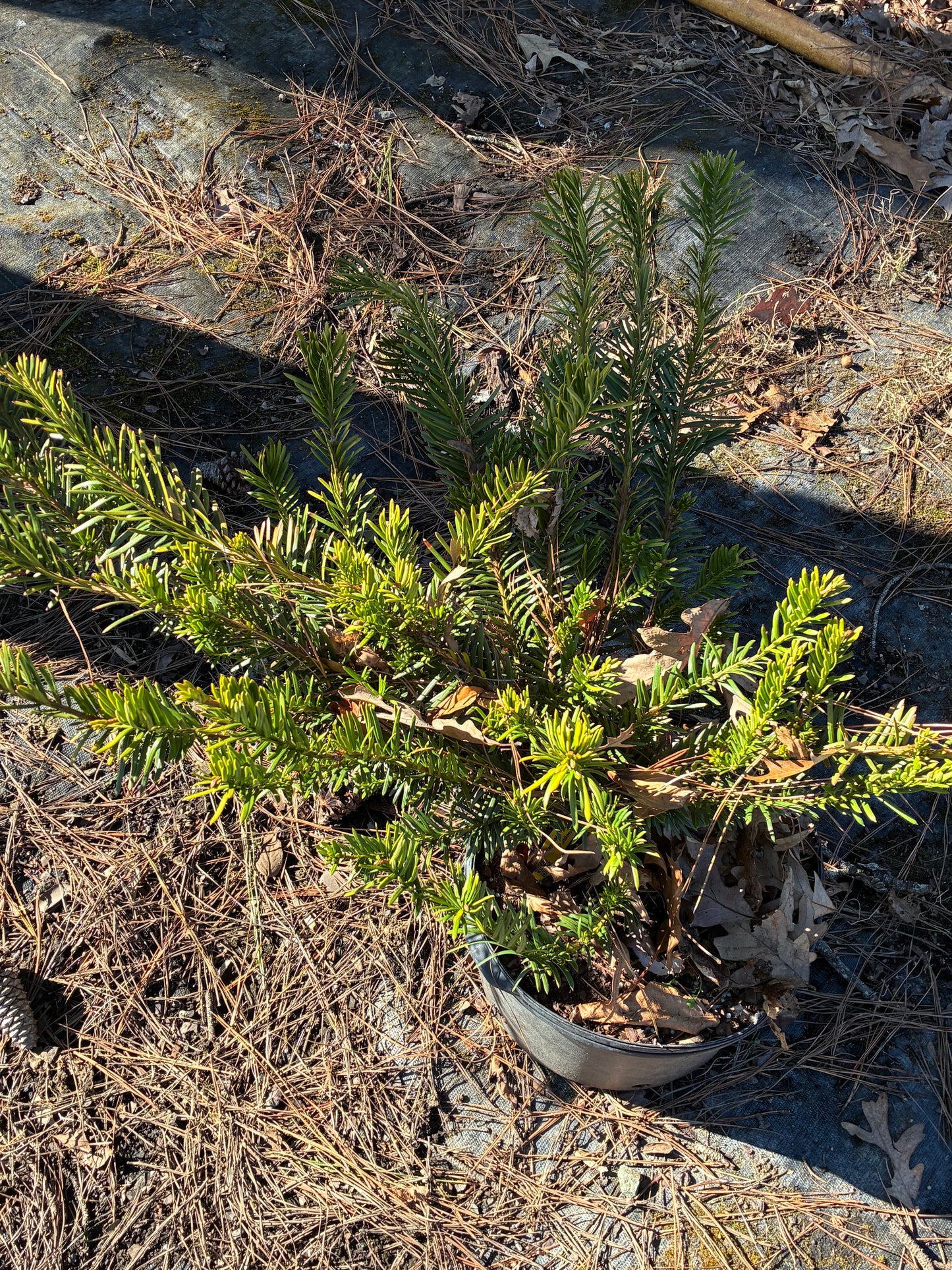 Cephalotaxus harringtonia 'Golden Dragon'