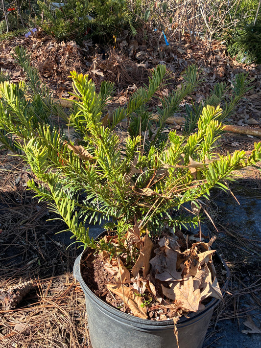 Cephalotaxus harringtonia 'Golden Dragon'