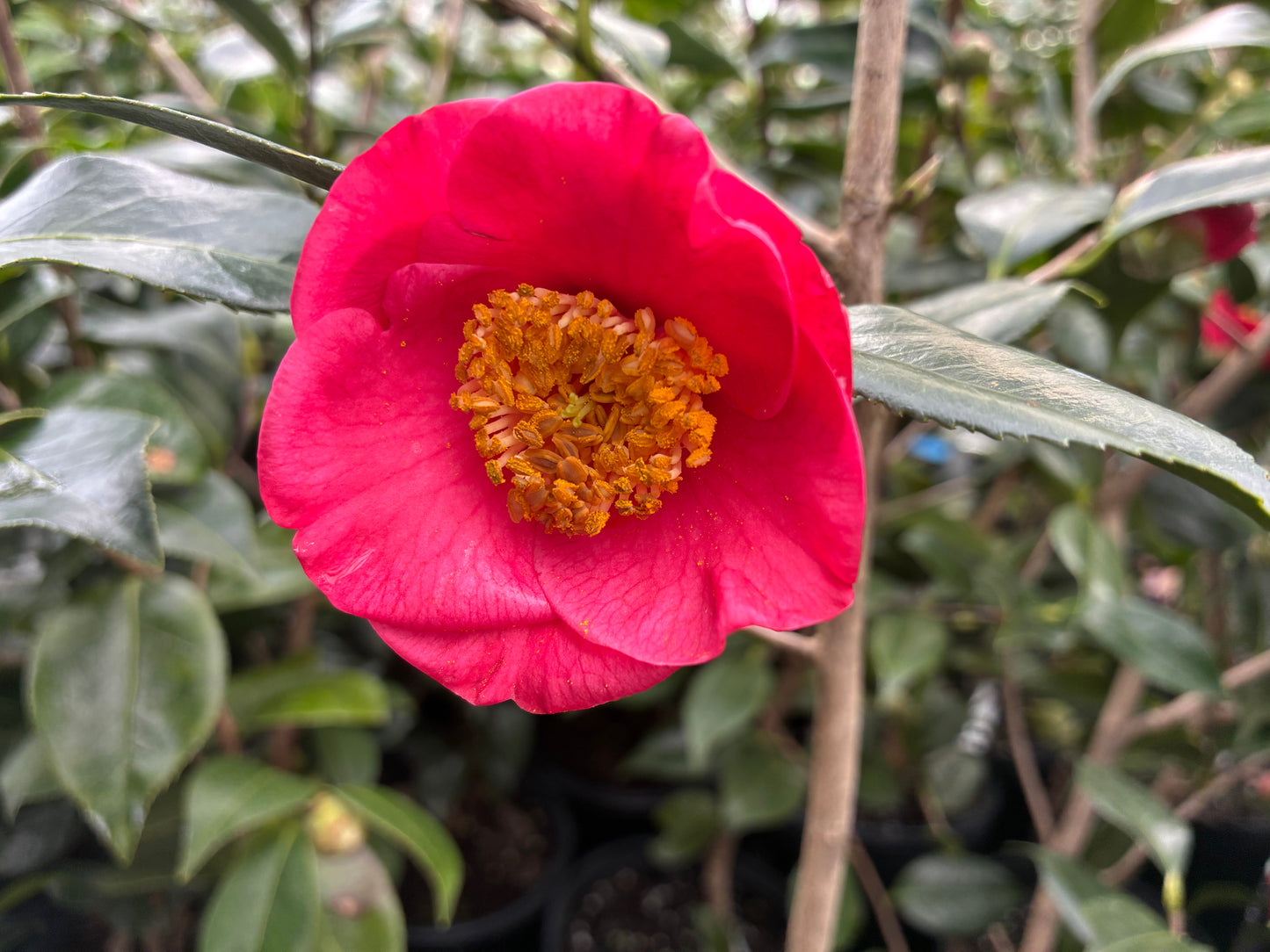 Camellia 'Bright Eyes'
