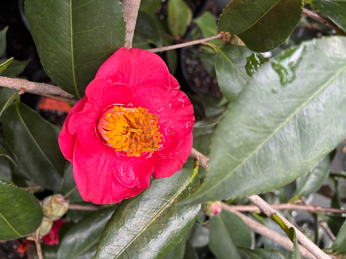 Camellia 'Bright Eyes'