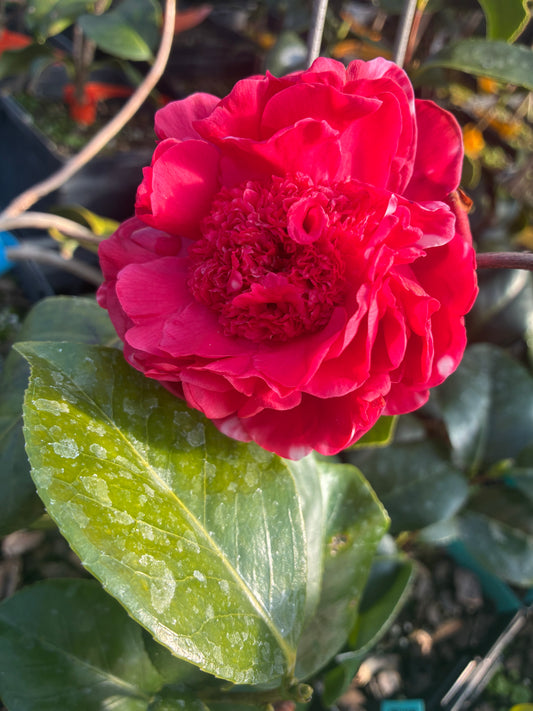 Camellia (Camellia japonica 'Daikagura') in the Camellias Database Camellia (Camellia japonica 'Daikagura') in the Camellias Database