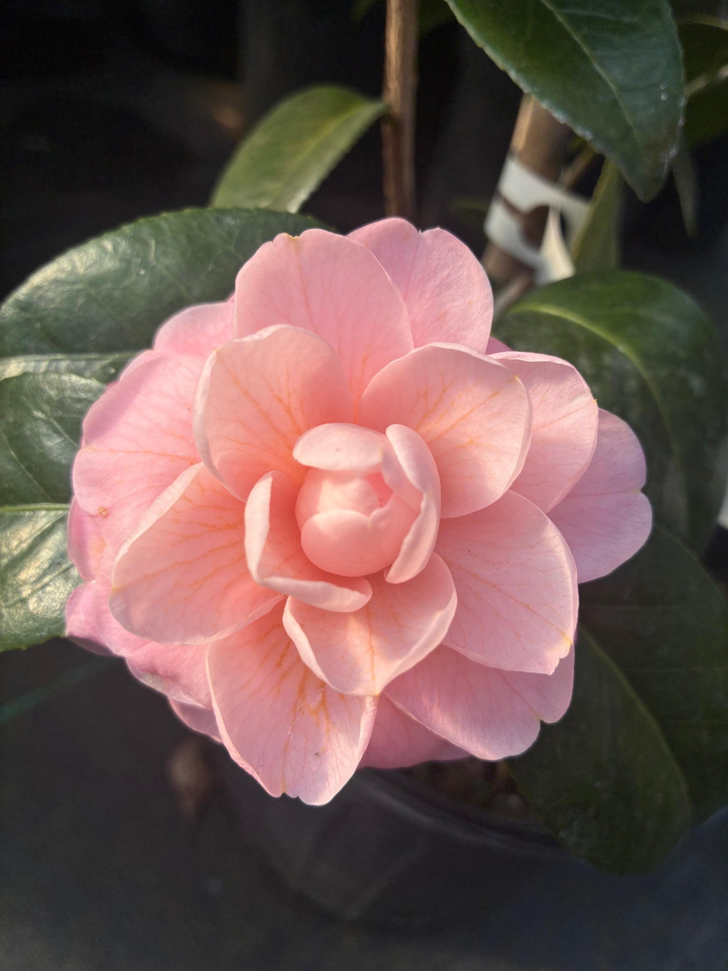 Camellia japonica 'Otome' (Hansen)