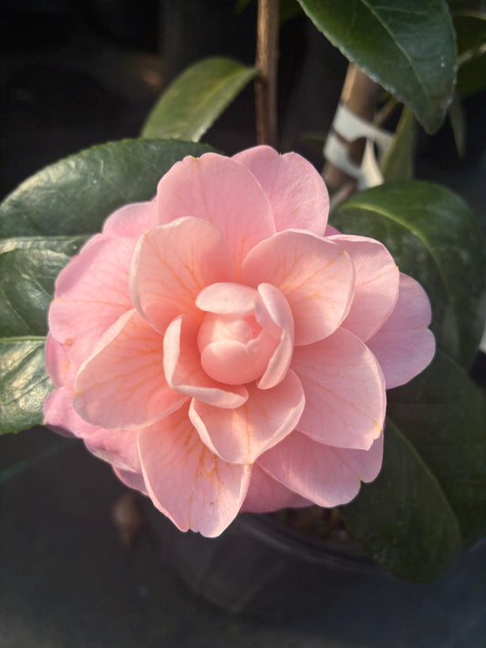 Camellia japonica 'Otome' (Hansen)
