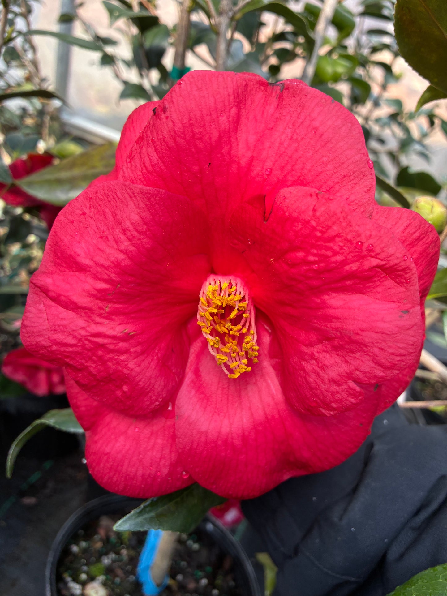 Camellia japonica 'Wendy Red/solid'
