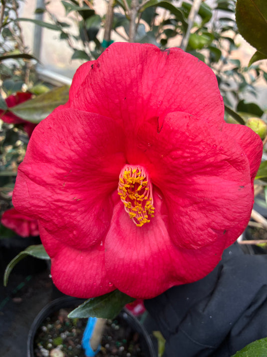 Camellia japonica 'Wendy Red/solid'