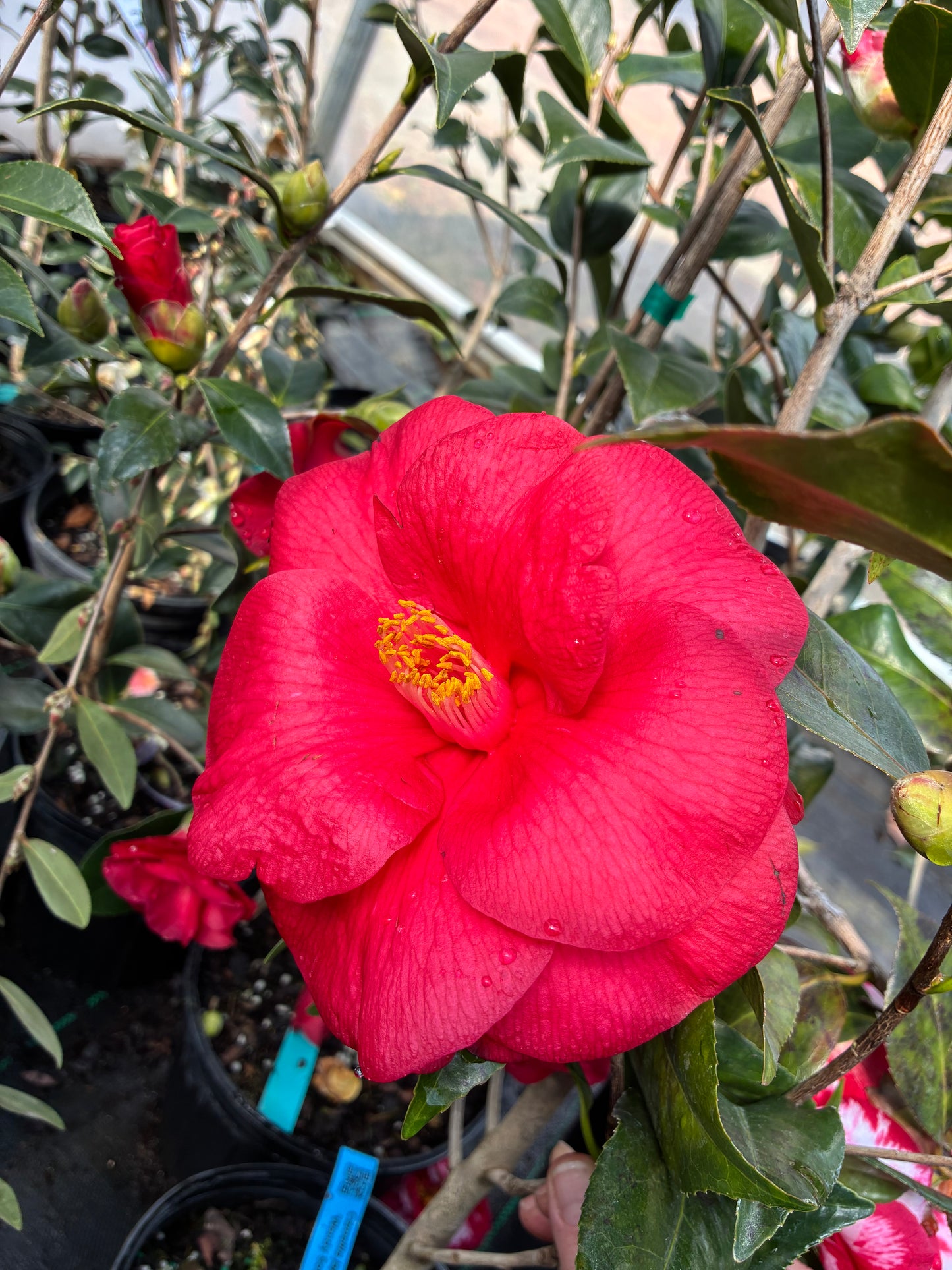 Camellia japonica 'Wendy Red/solid'
