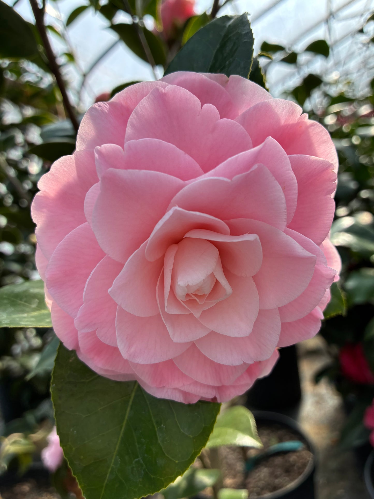 Camellia japonica 'Ella Joe'