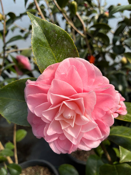 Camellia japonica 'Ella Joe'