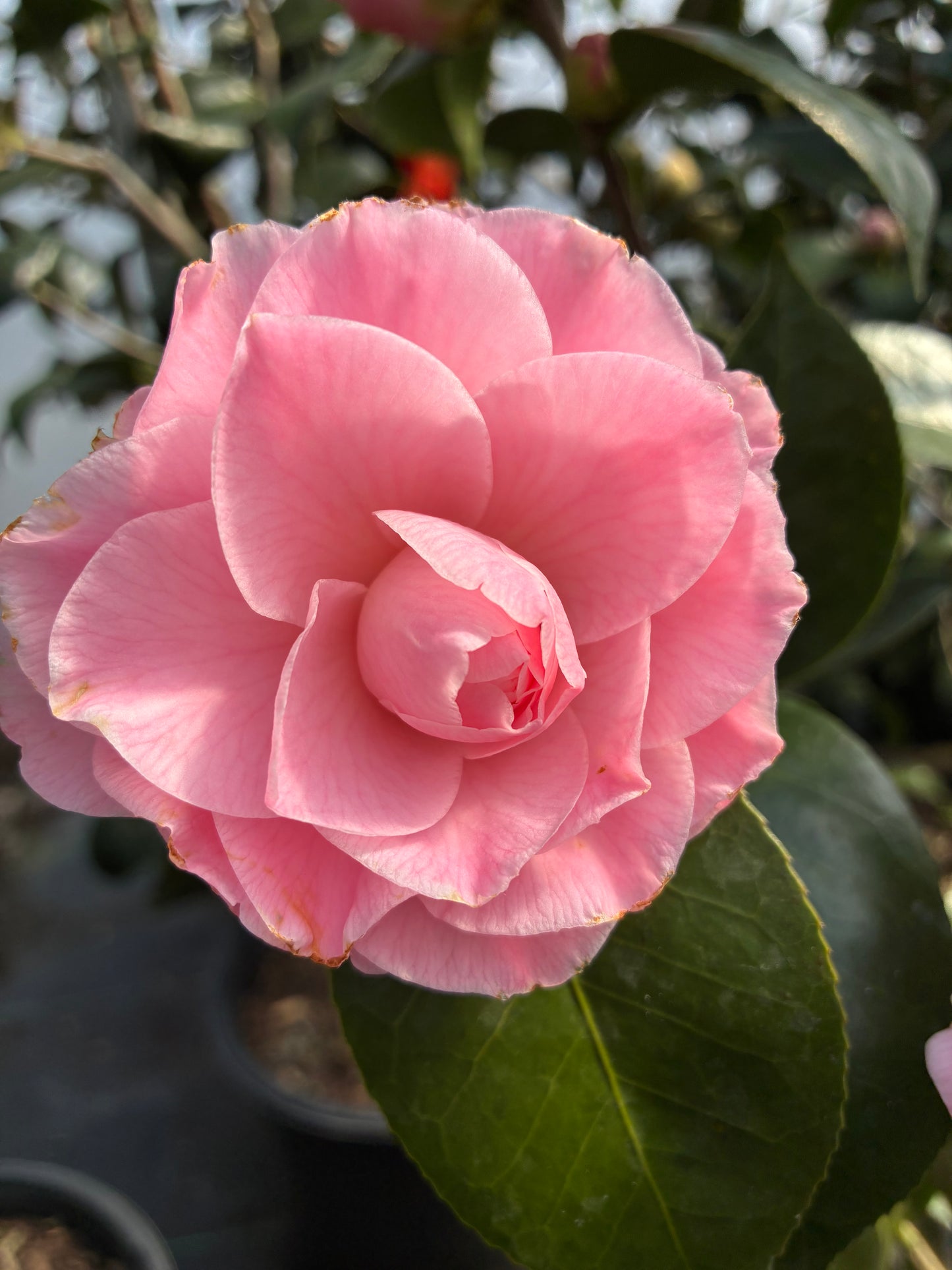 Camellia japonica 'Ella Joe'