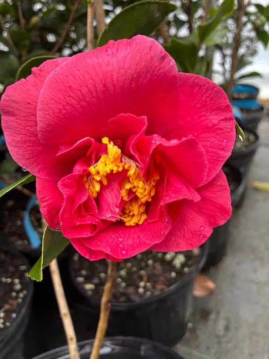 Camellia japonica 'Tom Cat'