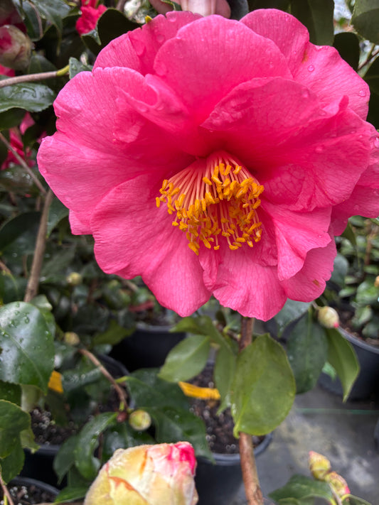 Camellia japonica 'Kishu Tsukasa'