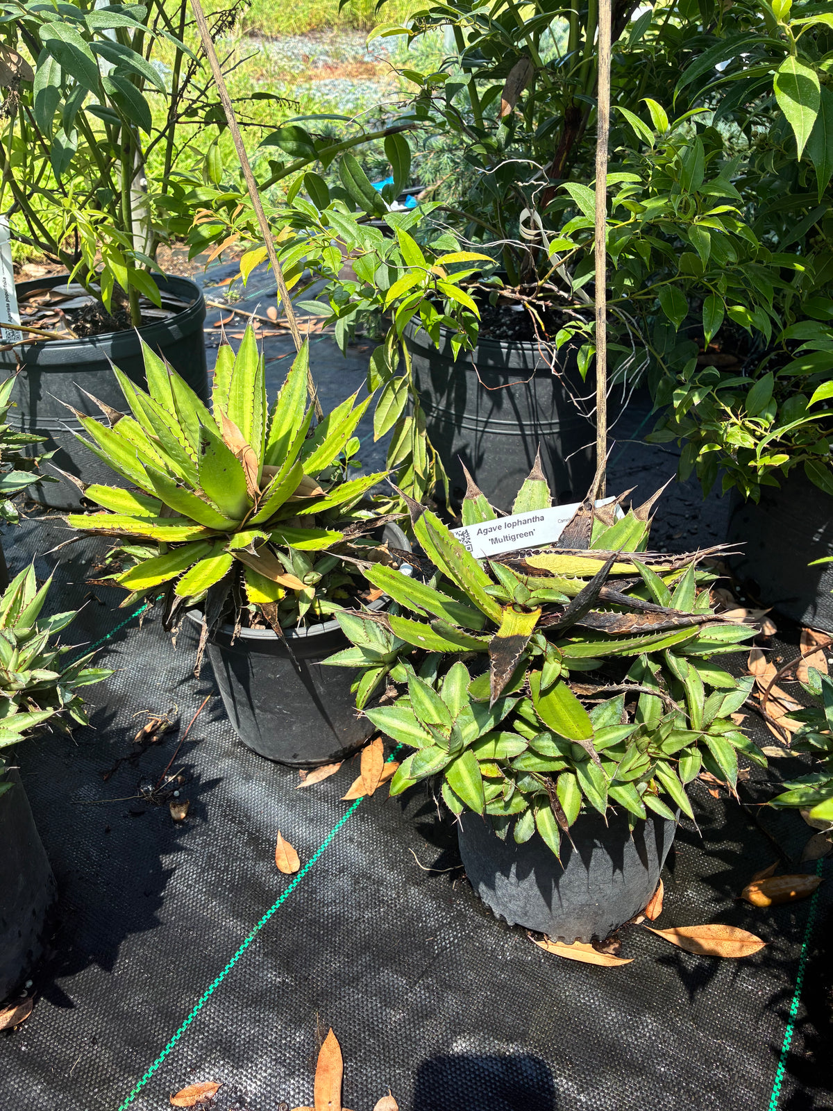 Agave lophantha 'Multigreen'