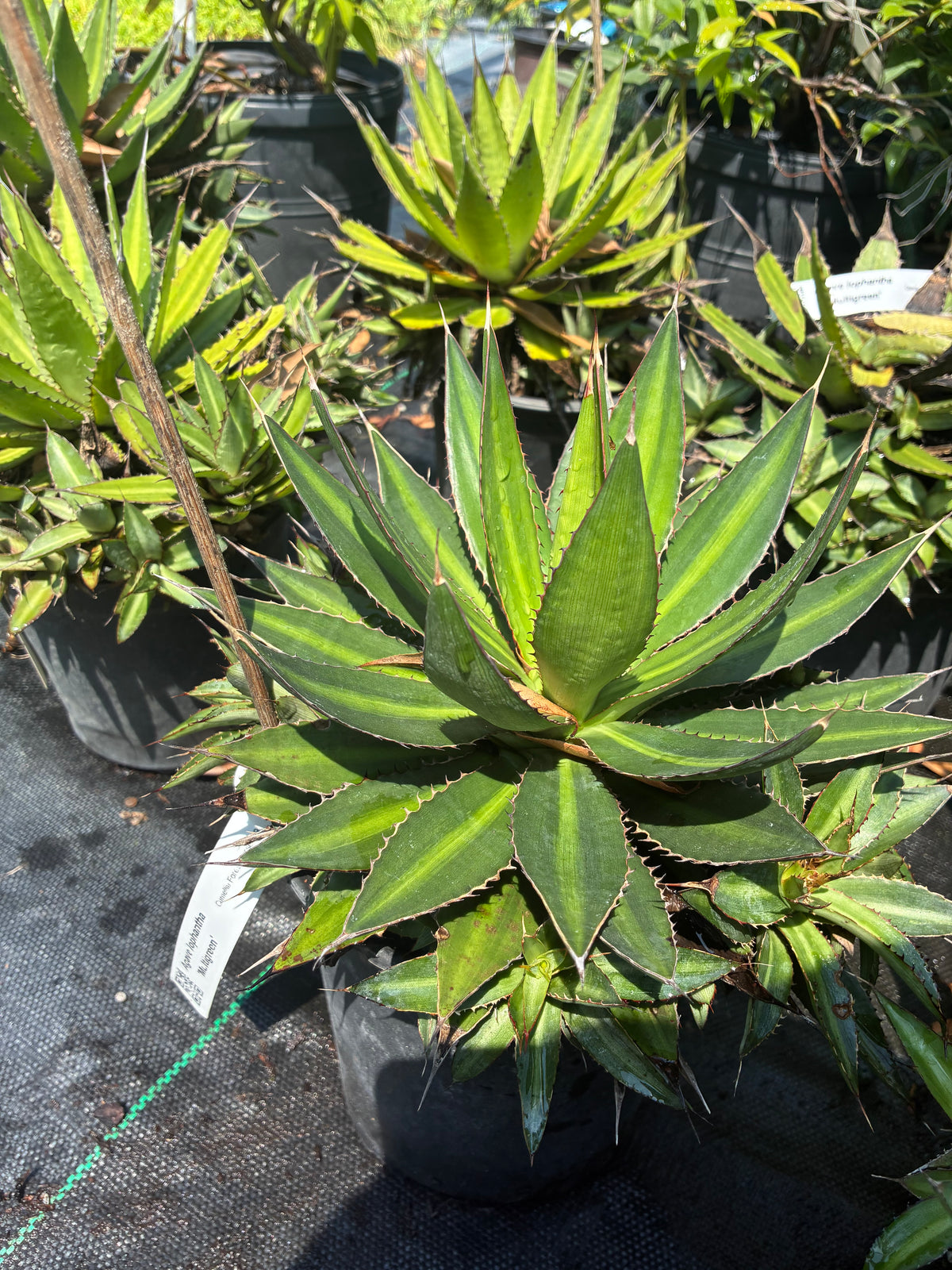 Agave lophantha 'Multigreen'