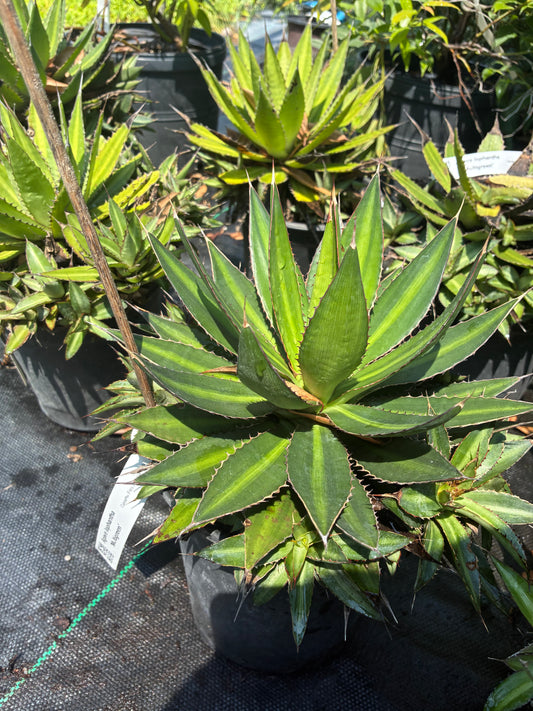 Agave lophantha 'Multigreen'