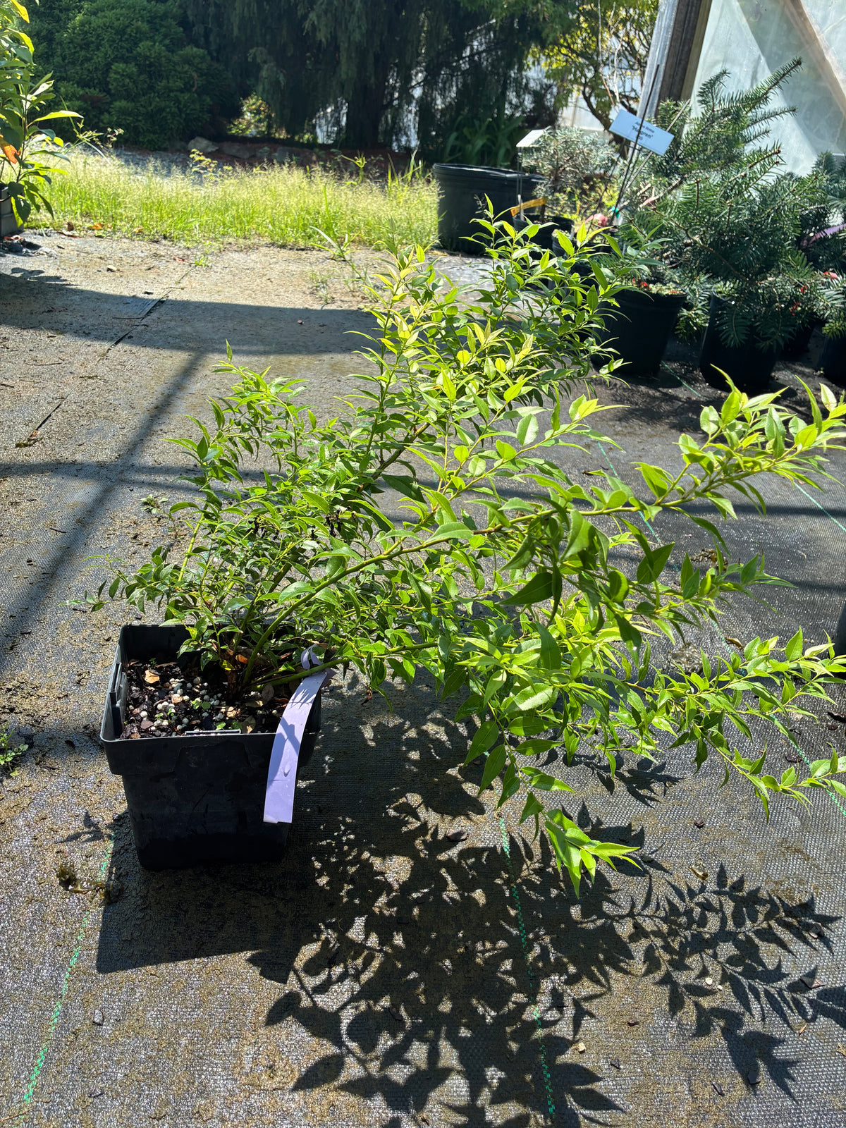 Agarista populifolia 'Taylor's Treasure'