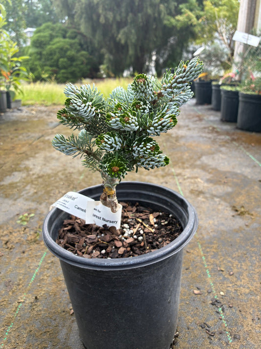 Abies koreana 'Kohut's Ice Breaker' (firma)