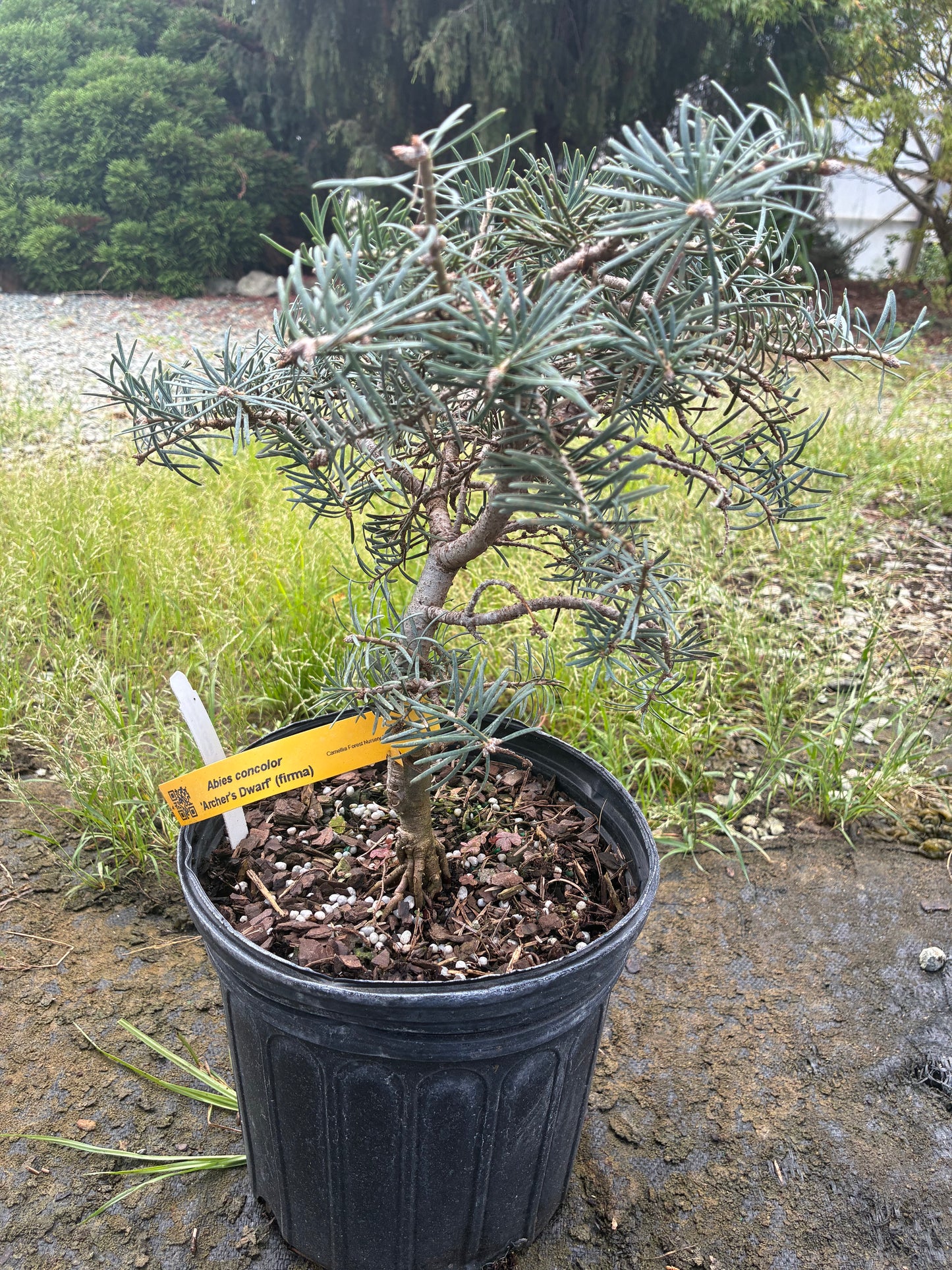 Abies concolor 'Archer's Dwarf' (firma)