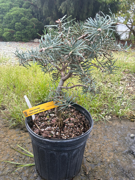 Abies concolor 'Archer's Dwarf' (firma)